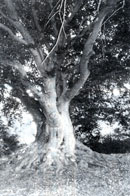L'arbre "Parapluie"